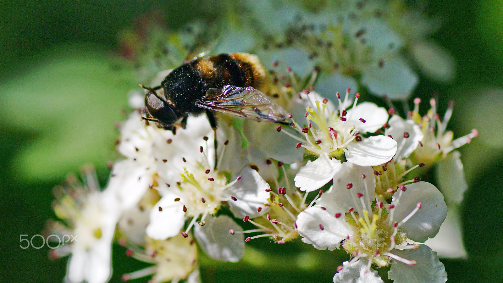 Pentax K-7 + Tamron SP AF 90mm F2.8 Di Macro sample photo. Bee photography