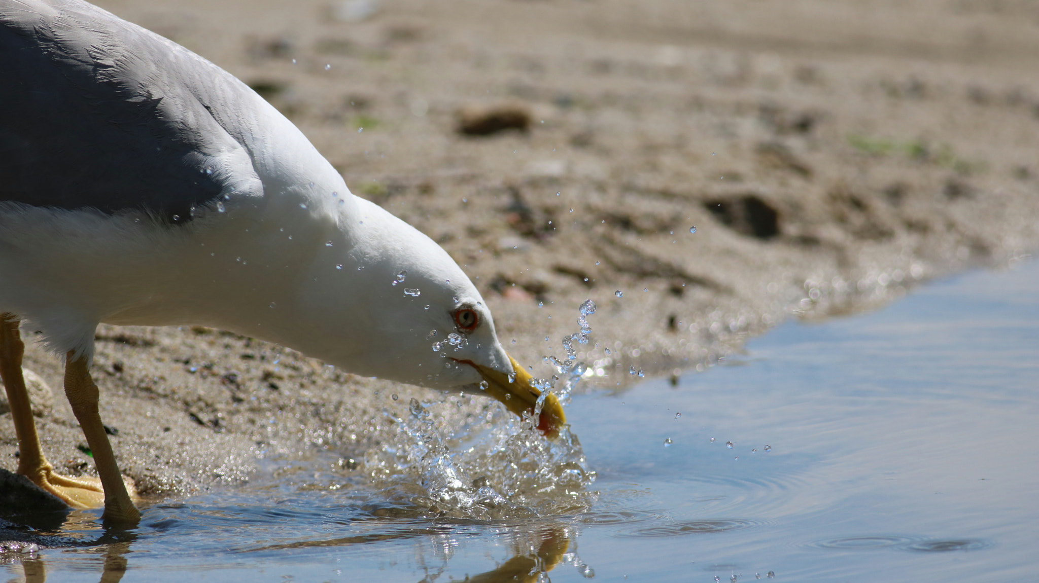 Canon EOS 750D (EOS Rebel T6i / EOS Kiss X8i) + Canon EF 400mm F5.6L USM sample photo. Birds photography