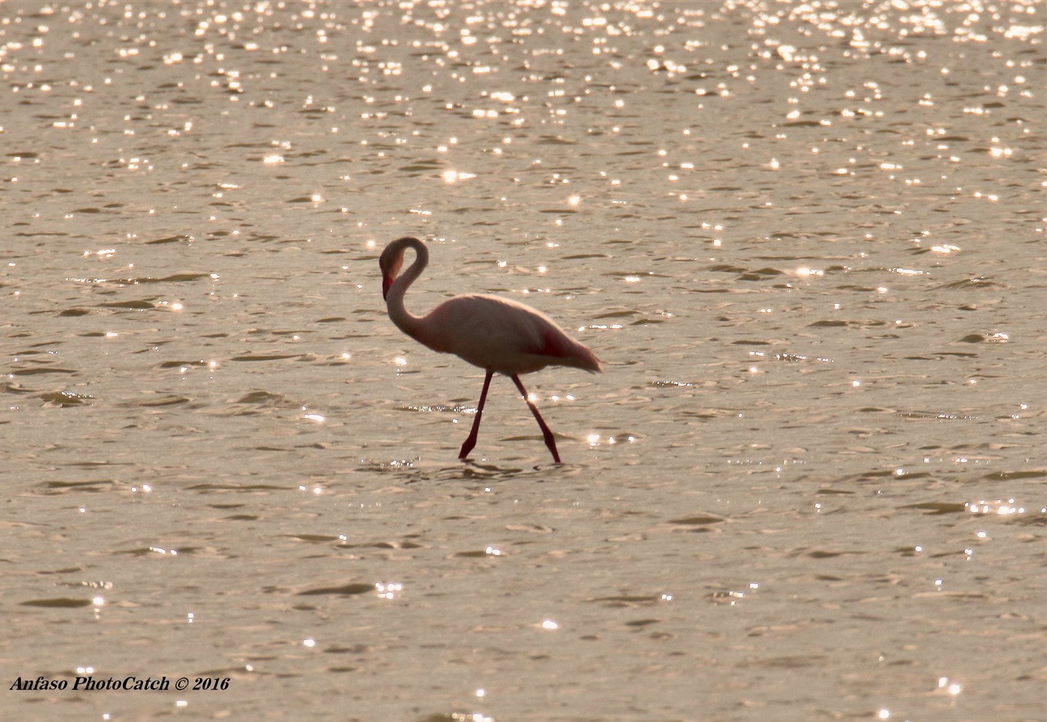 Sigma 150-600mm F5-6.3 DG OS HSM | S sample photo. Sunset in cervia photography