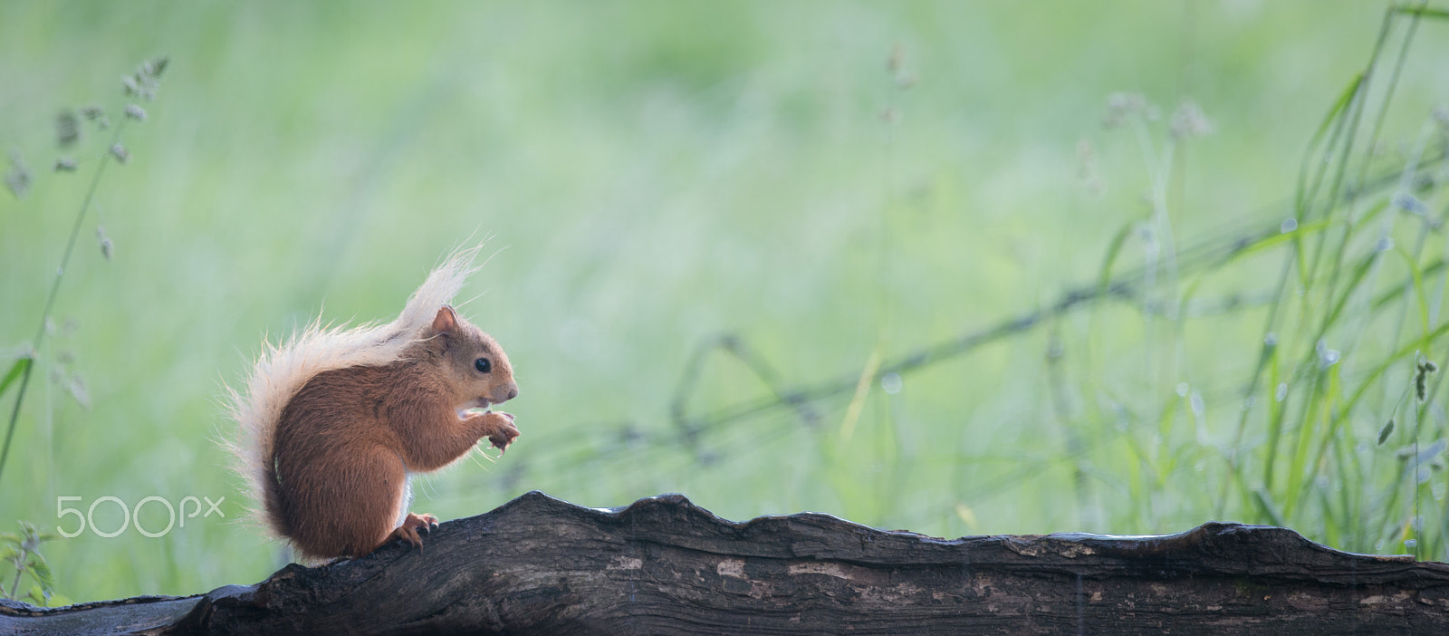 Sigma 120-400mm F4.5-5.6 DG OS HSM sample photo. In his element photography