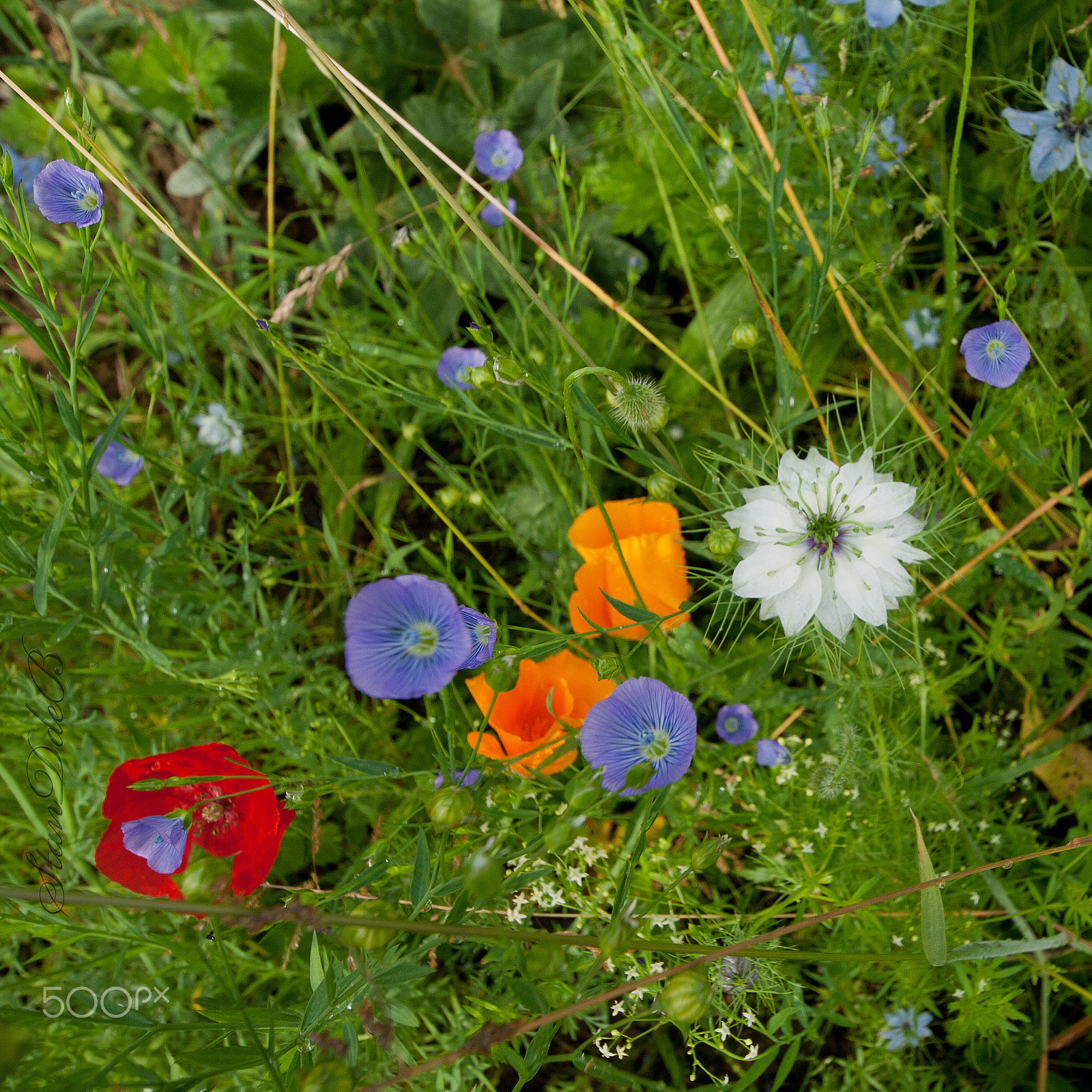 Sigma 8-16mm F4.5-5.6 DC HSM sample photo. Some flowers photography
