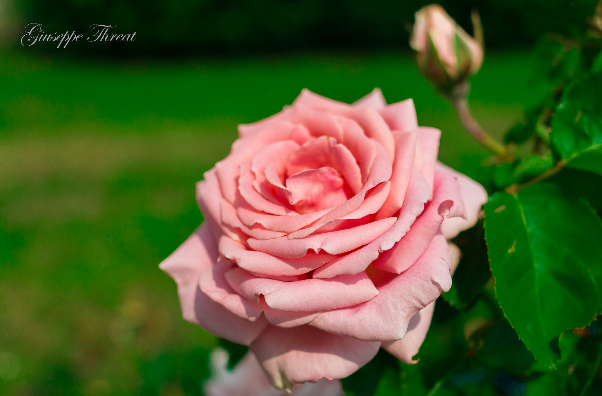 Canon EF 24mm F2.8 IS USM sample photo. Rosa photography