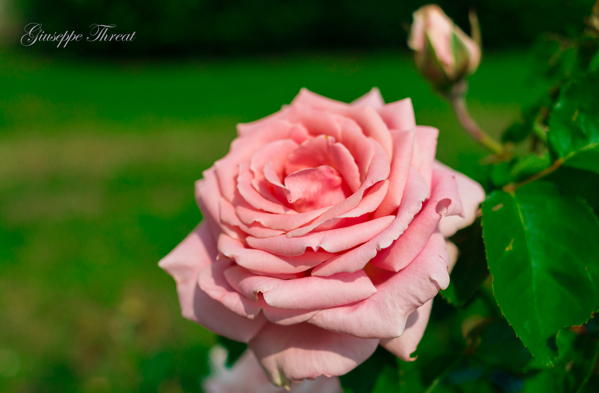 Canon EOS 70D sample photo. Rosa photography