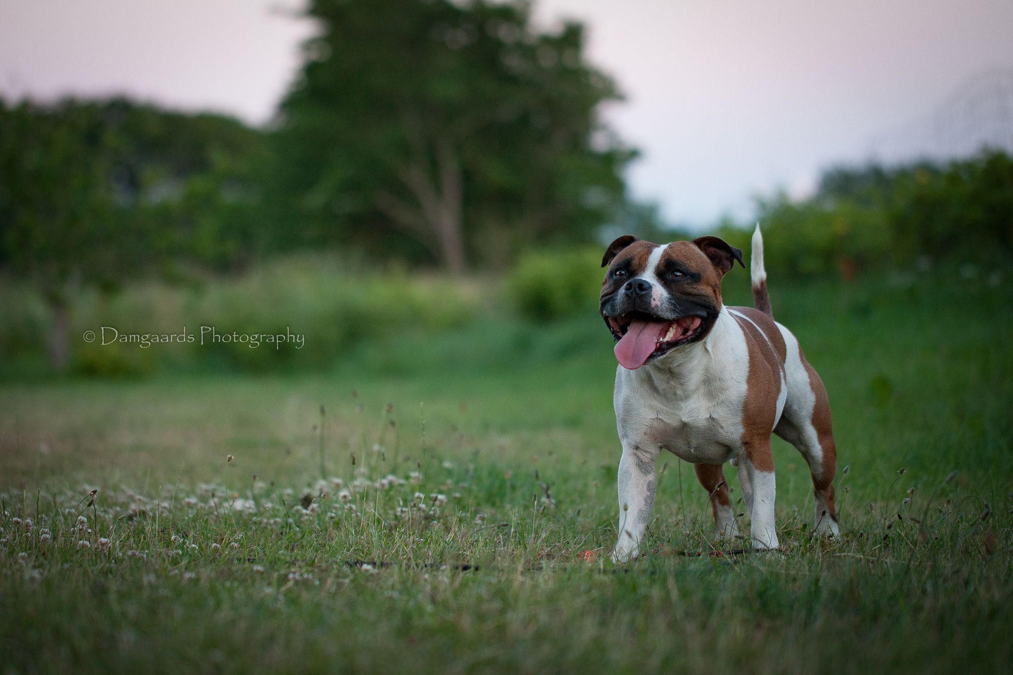 Canon EOS-1Ds Mark III sample photo. Rochamgo's famous falkner photography