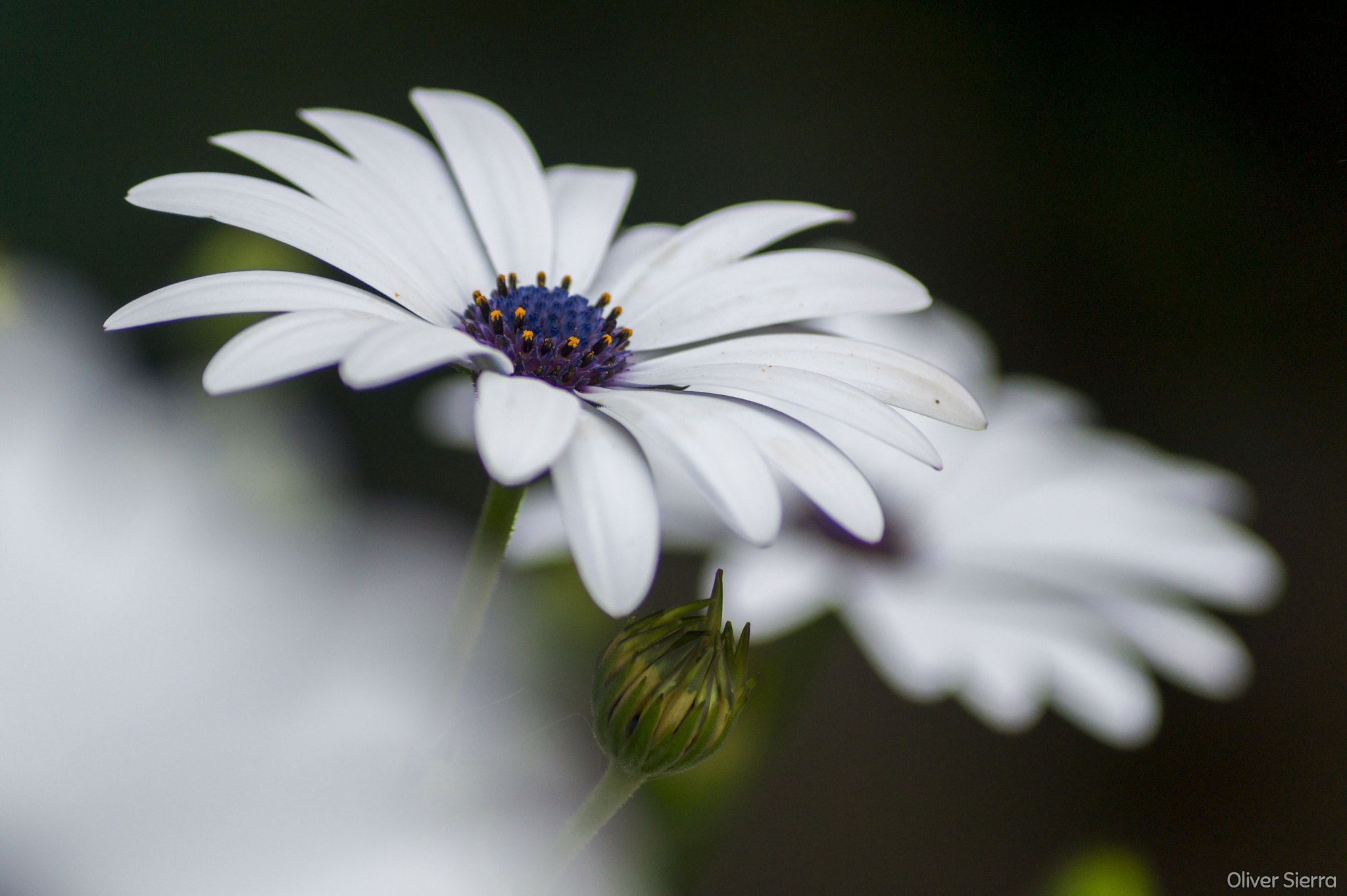 Sony SLT-A58 + Sony DT 55-200mm F4-5.6 SAM sample photo. Creció la flor photography