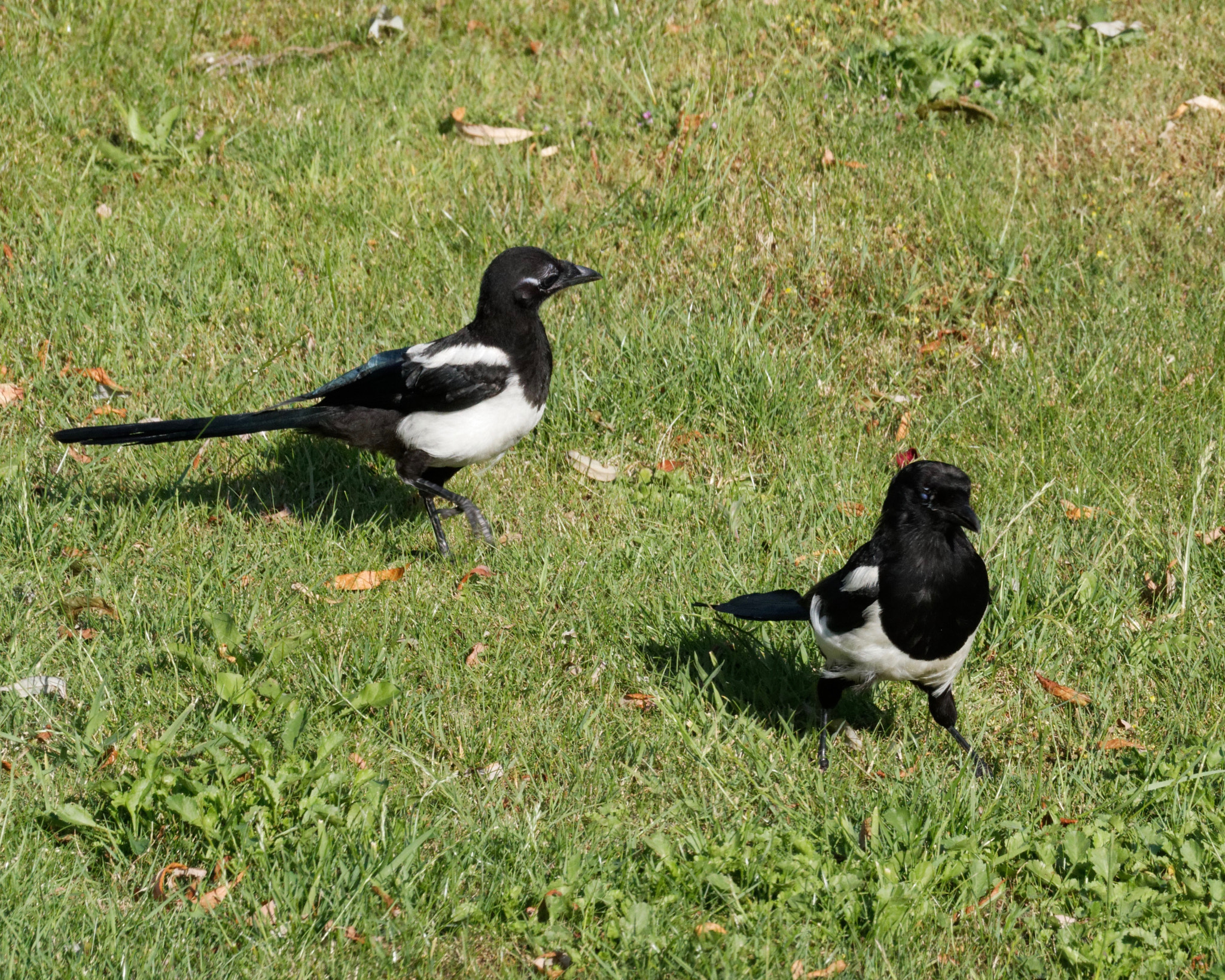 Canon EOS 70D + Sigma 120-400mm F4.5-5.6 DG OS HSM sample photo. Img_5532.jpg photography