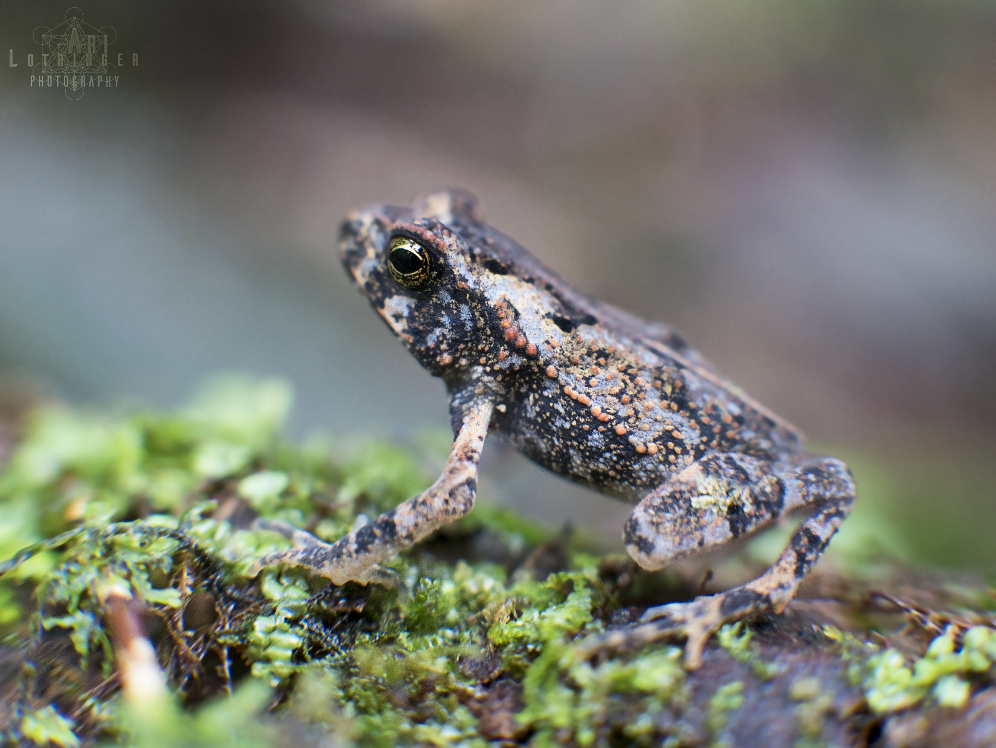 Panasonic Lumix DMC-G7 + Panasonic Leica DG Summilux 25mm F1.4 II ASPH sample photo. Little frog :(?) photography