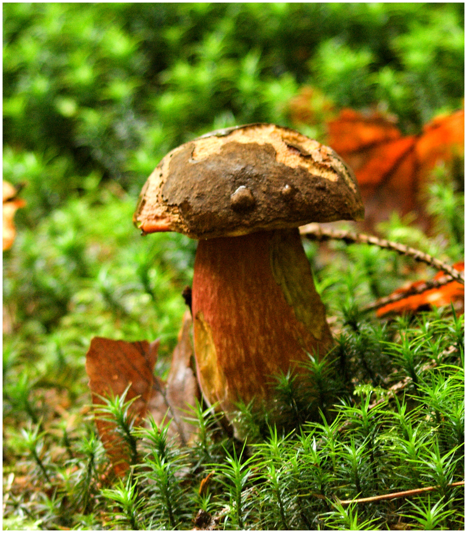 Olympus E-510 (EVOLT E-510) + 70.00 - 300.00 mm f/4.0 - 5.6 sample photo. The mushroom ... photography