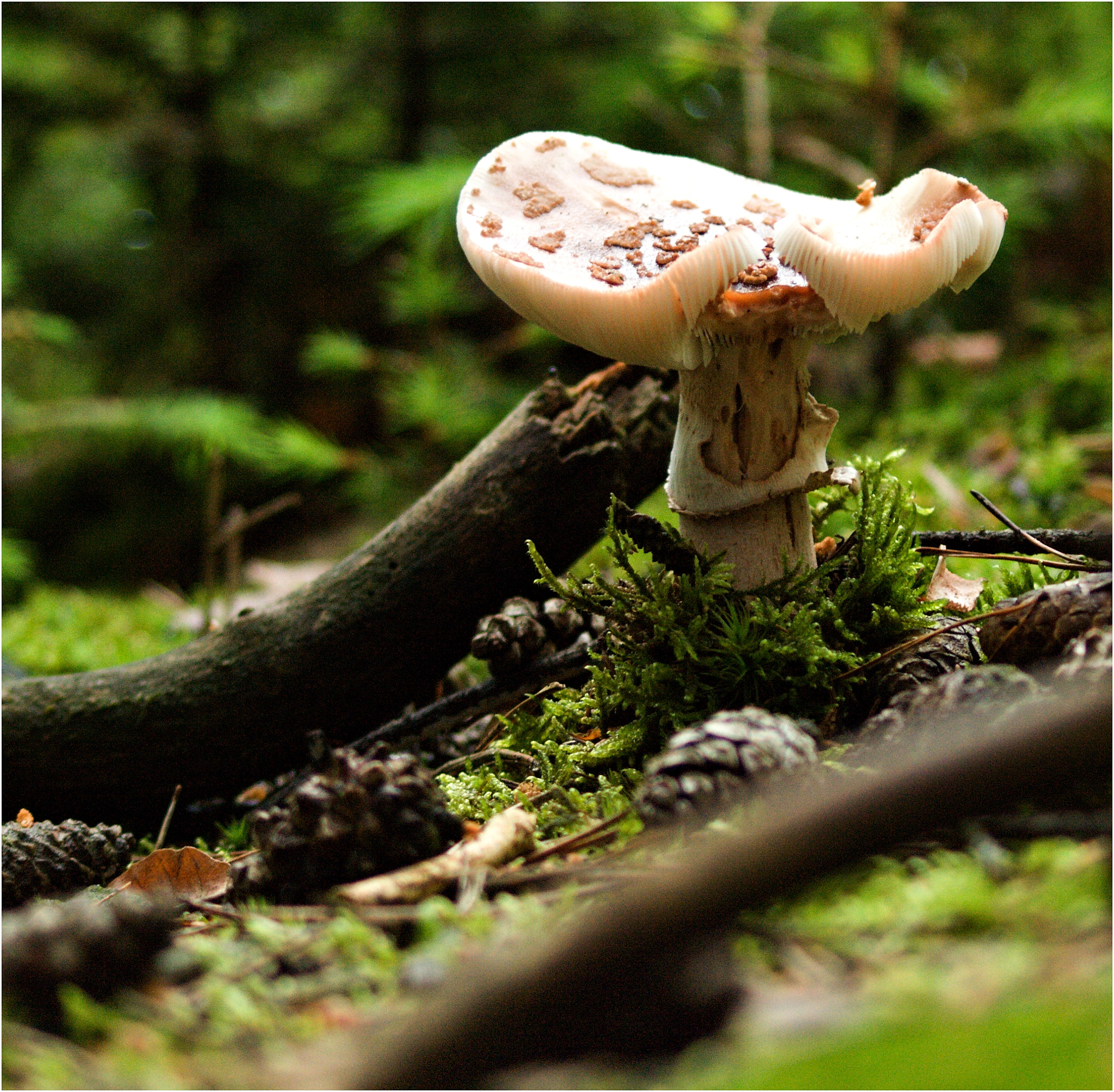 Olympus E-510 (EVOLT E-510) + 70.00 - 300.00 mm f/4.0 - 5.6 sample photo. The mushroom ii. photography