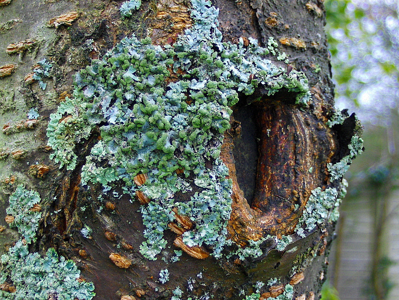 HP PHOTOSMART R927  (V01.00) sample photo. Lichen on the cherry tree photography