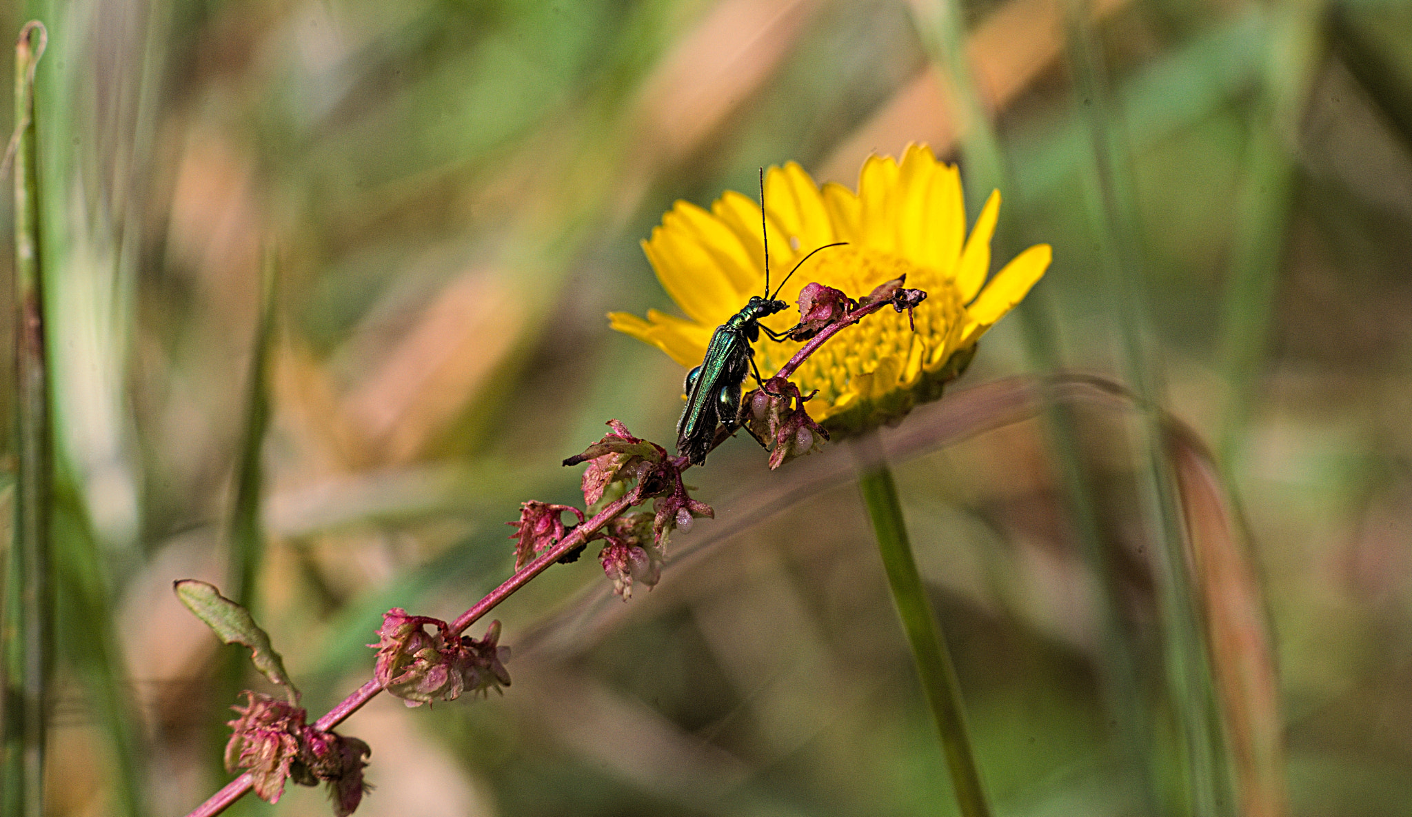 Nikon D700 + Manual Lens No CPU sample photo. Natural bridge photography