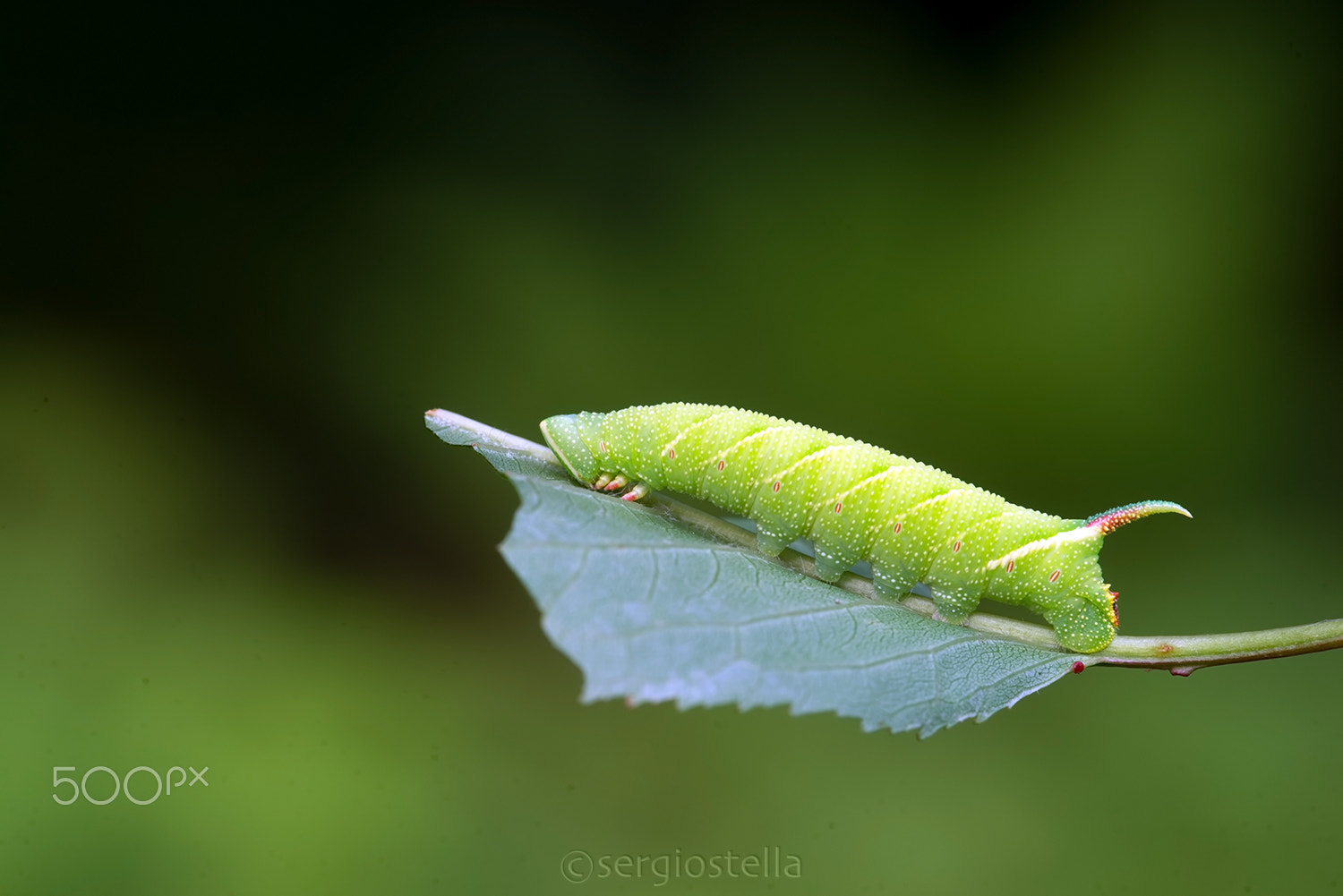 Nikon D610 + Sigma 150mm F2.8 EX DG Macro HSM sample photo. Smerinthus ocellata bruco_____ photography