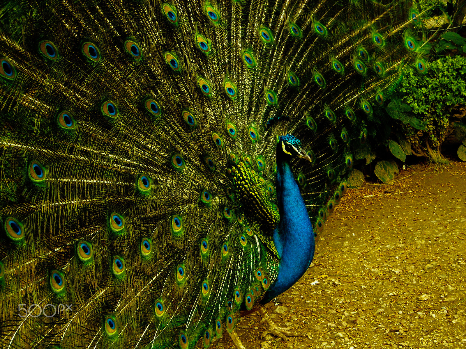 Nikon COOLPIX L15 sample photo. Peacock photography