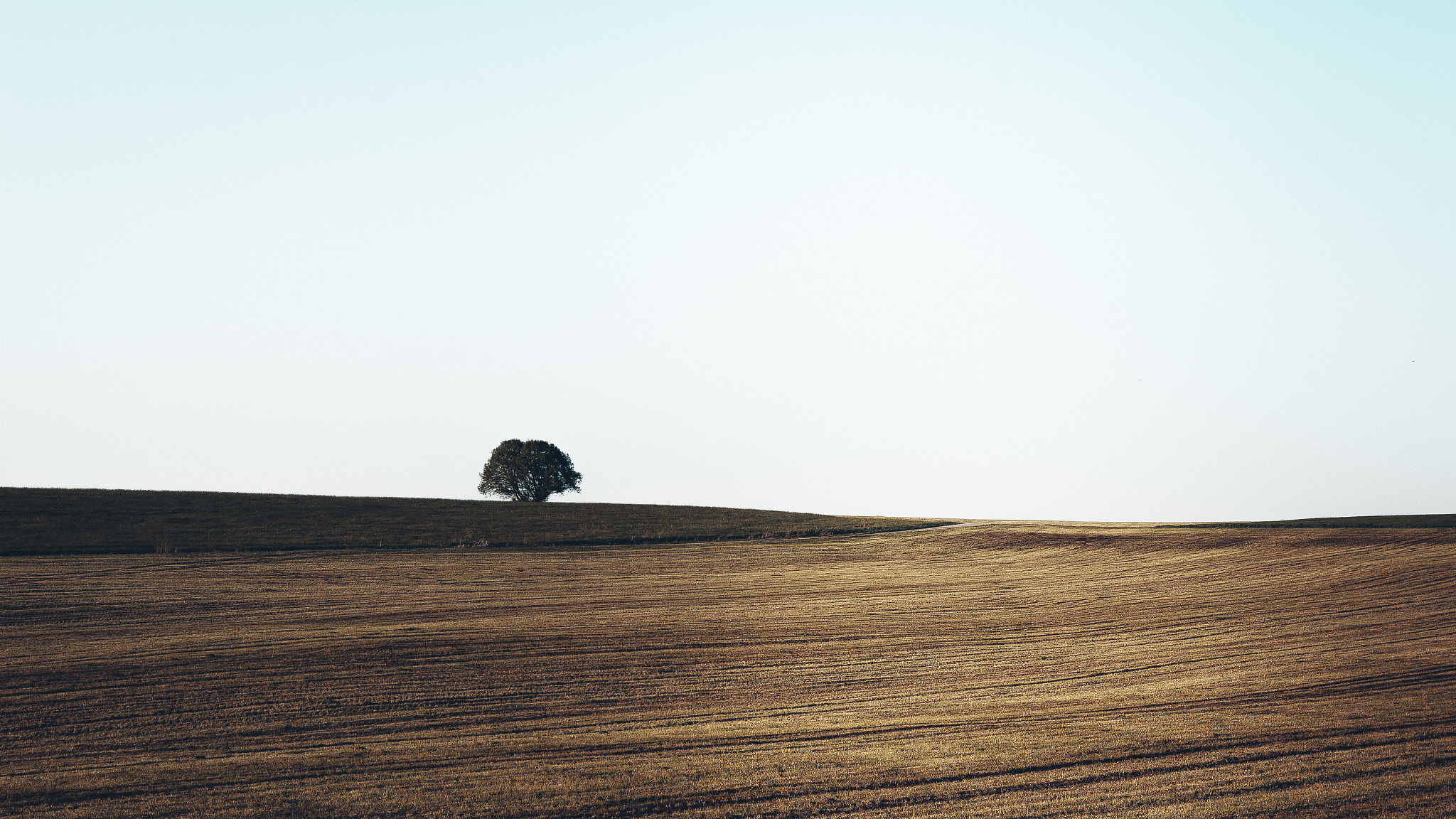 Sigma 18-35mm f/1.8 DC HSM sample photo. Lonely tree in field photography