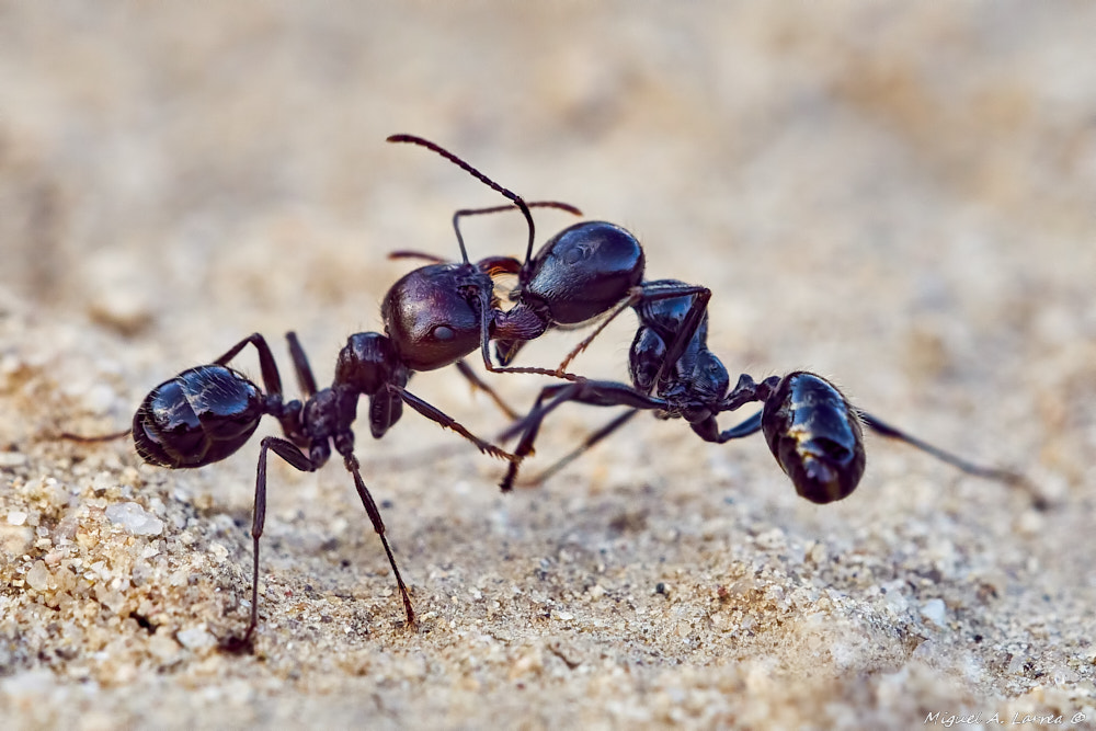 Sony ILCA-77M2 sample photo. Ant fight photography