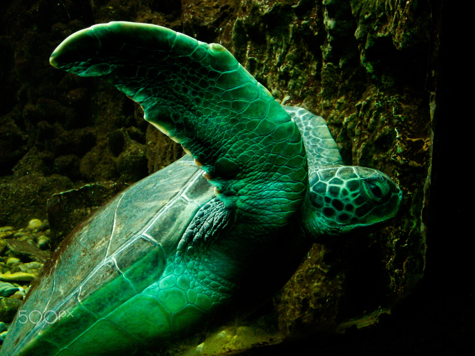Nikon COOLPIX L15 sample photo. Sea turtle photography