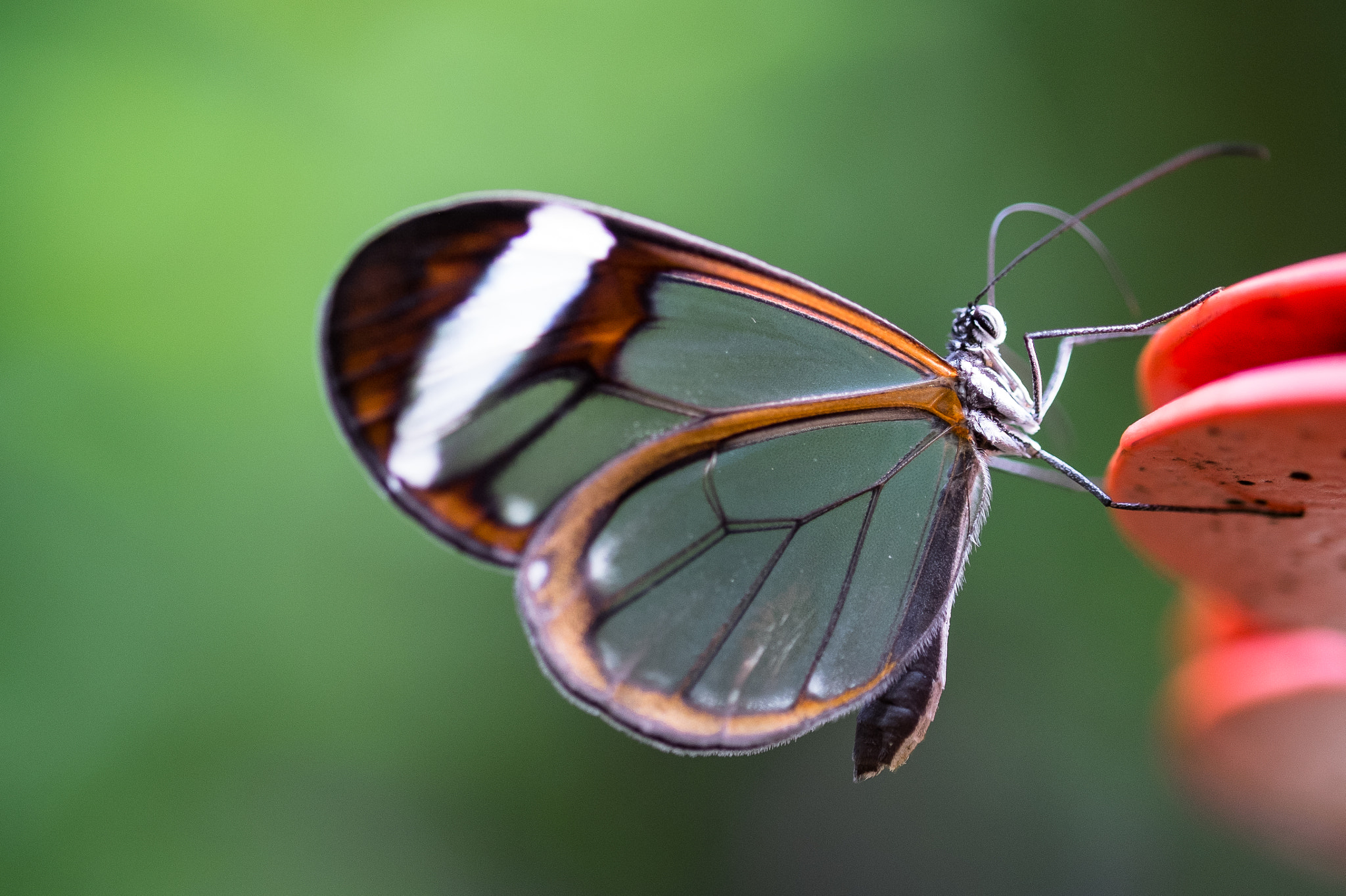Fujifilm X-M1 + Fujifilm XF 60mm F2.4 R Macro sample photo. Glasswing photography