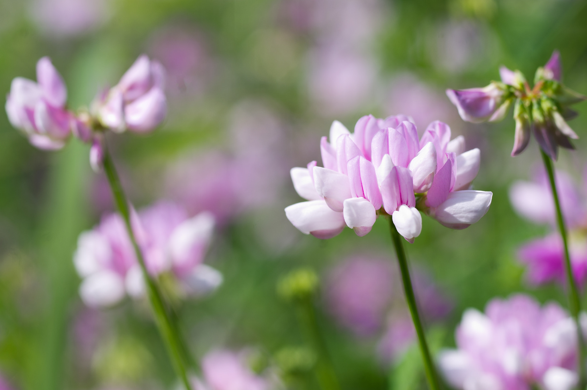 Pentax K-x + Pentax smc D-FA 50mm F2.8 Macro sample photo. Crown vetch photography