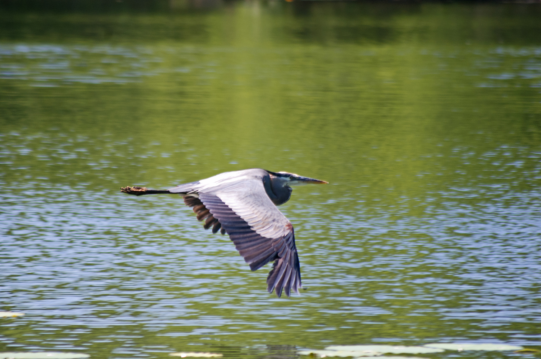 Pentax K-x + Sigma sample photo. Soaring photography