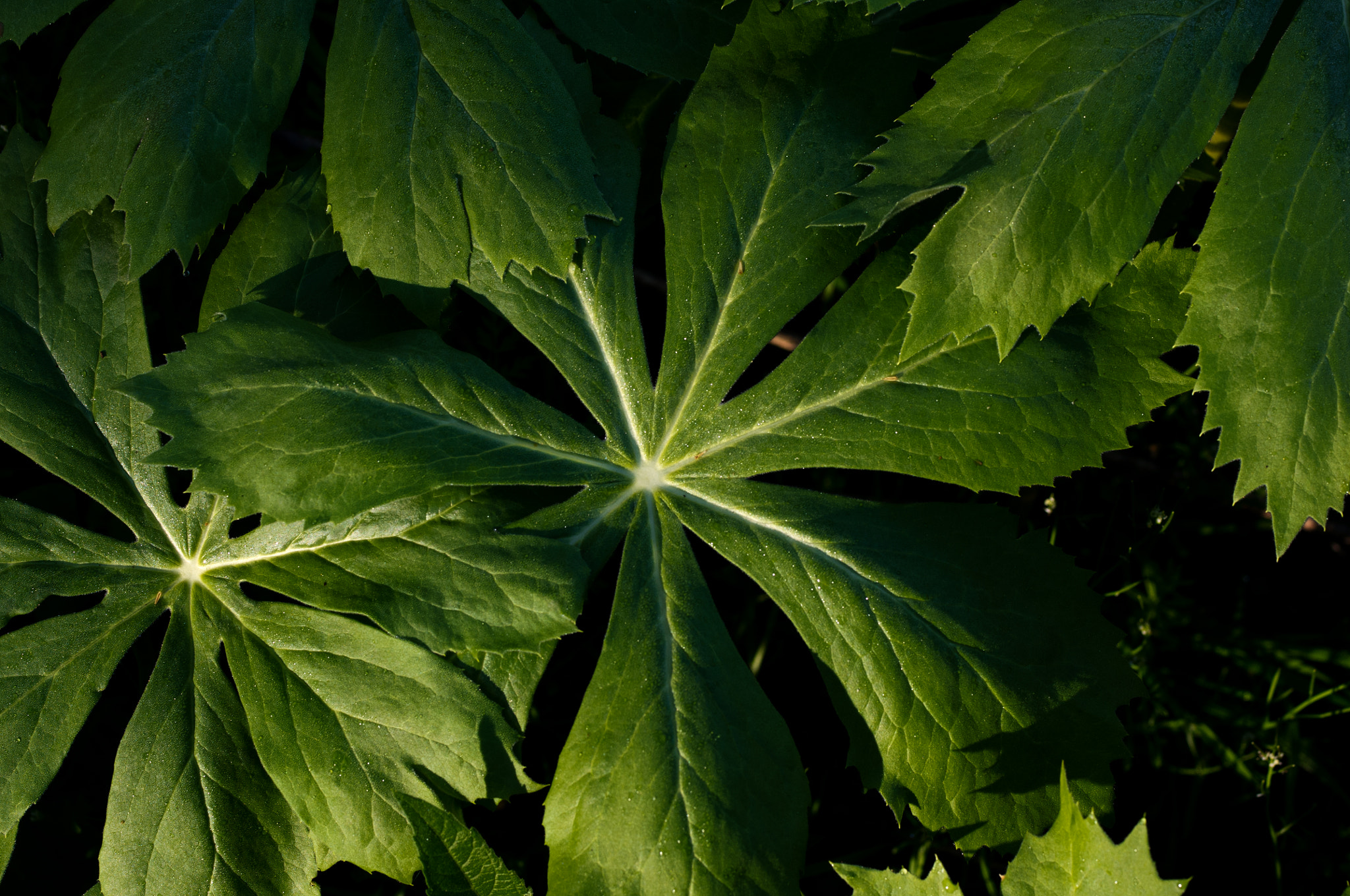 Pentax smc D-FA 50mm F2.8 Macro sample photo. Interlocking umbrellas photography