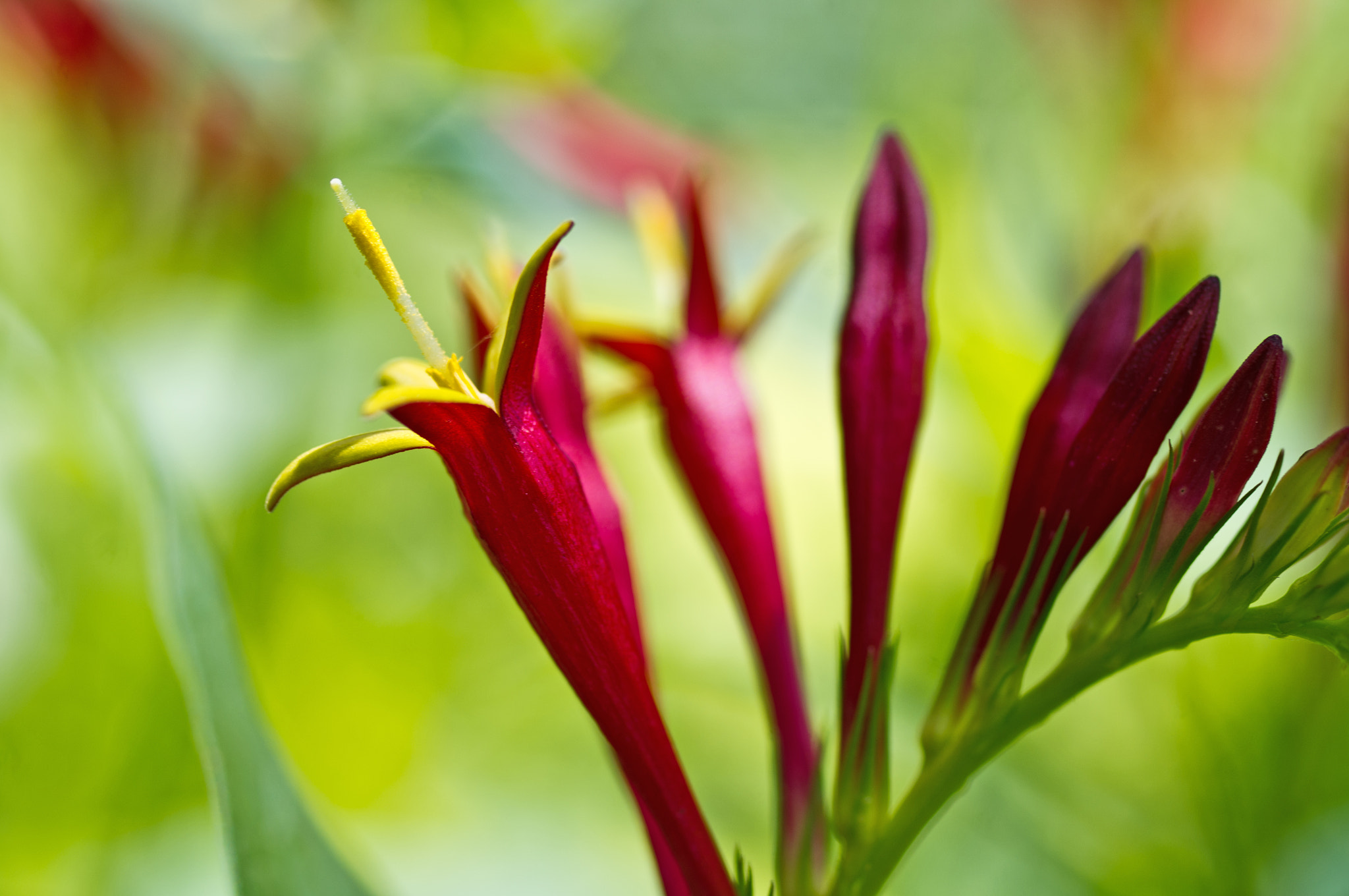 Pentax K-x + Pentax smc D-FA 50mm F2.8 Macro sample photo. Indianpink wildflower photography