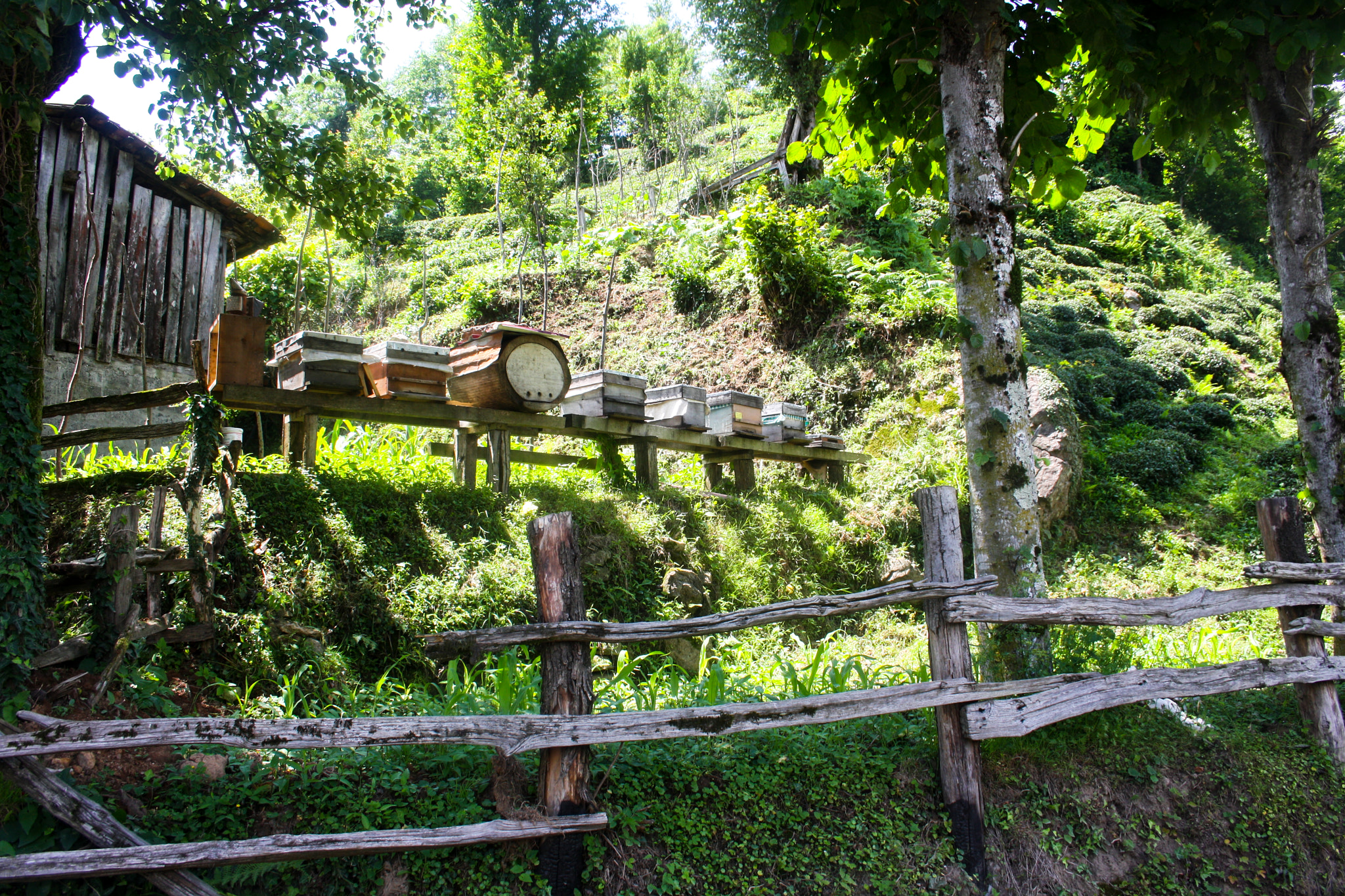 Canon EF-S 18-55mm F3.5-5.6 sample photo. Arı yetiştiriciliği photography