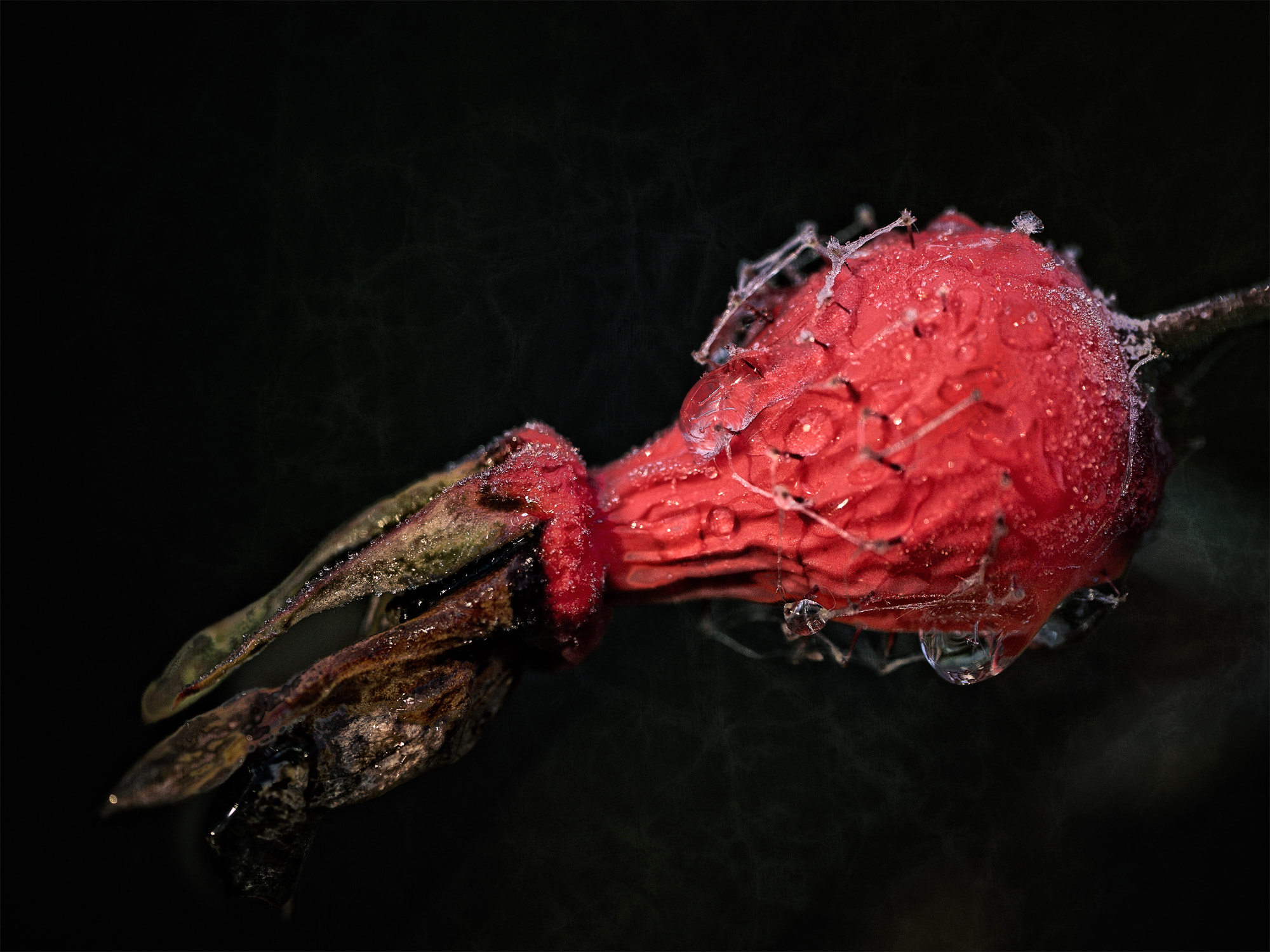 Panasonic Leica DG Macro-Elmarit 45mm F2.8 ASPH OIS sample photo. Octopussis rosehippie photography