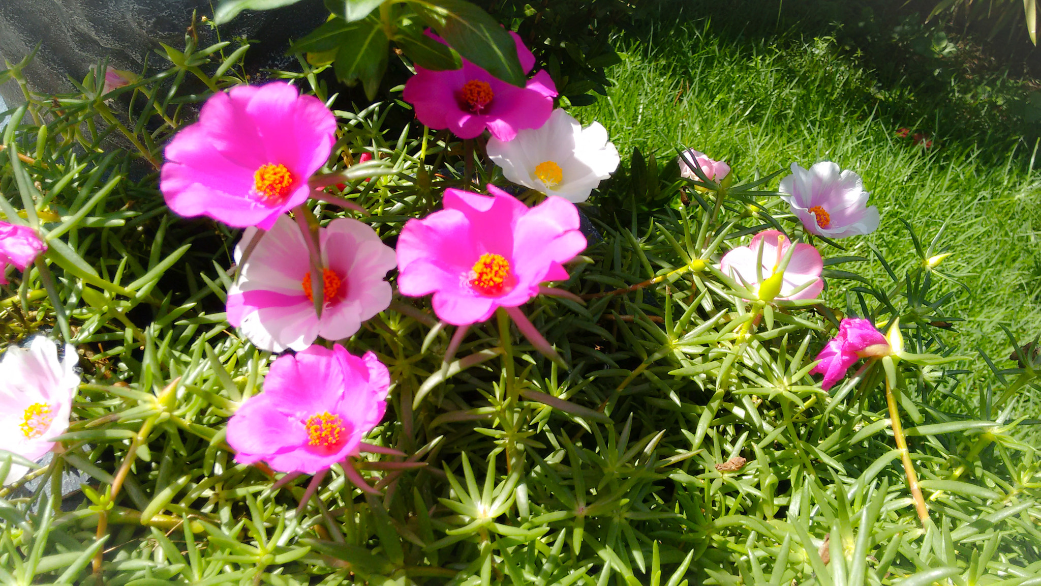 Motorola Moto G with 4G LTE (2nd Gen) sample photo