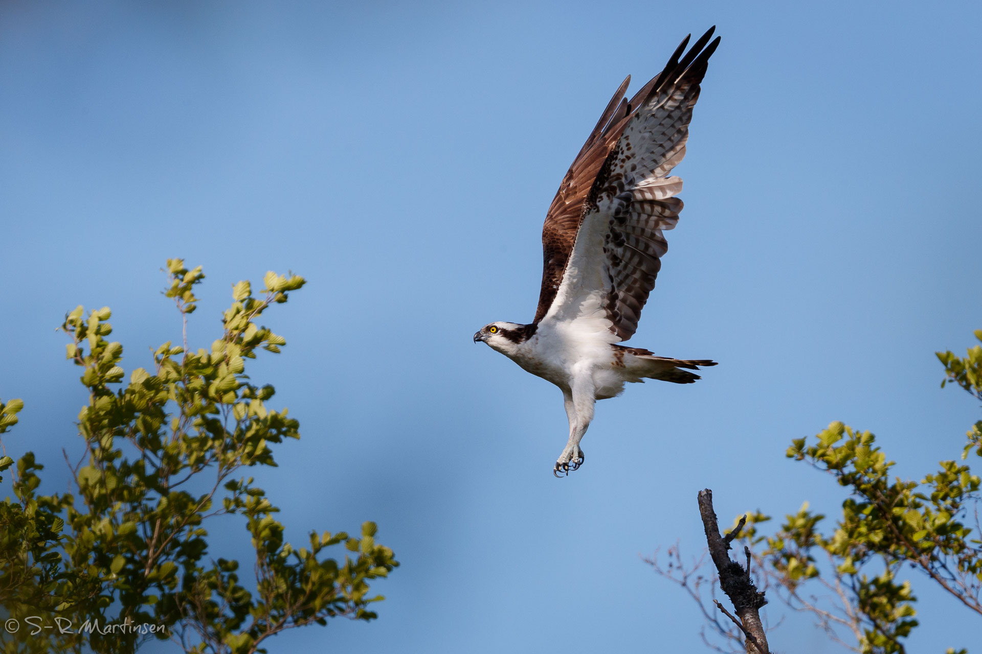 Canon EF 300mm F2.8L IS USM sample photo. Osprey photography