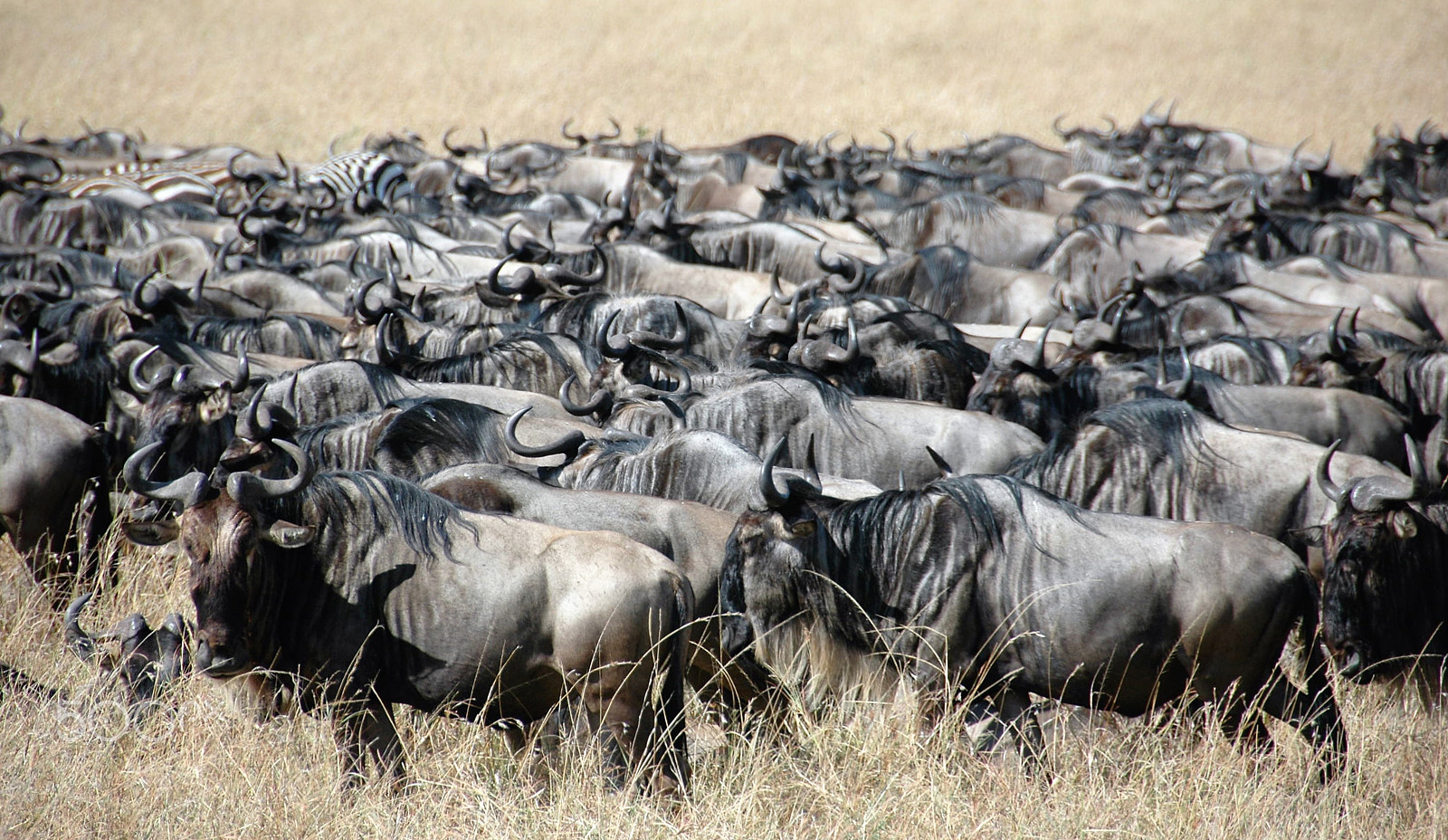 Nikon D70 sample photo. Kenia en tanzania photography