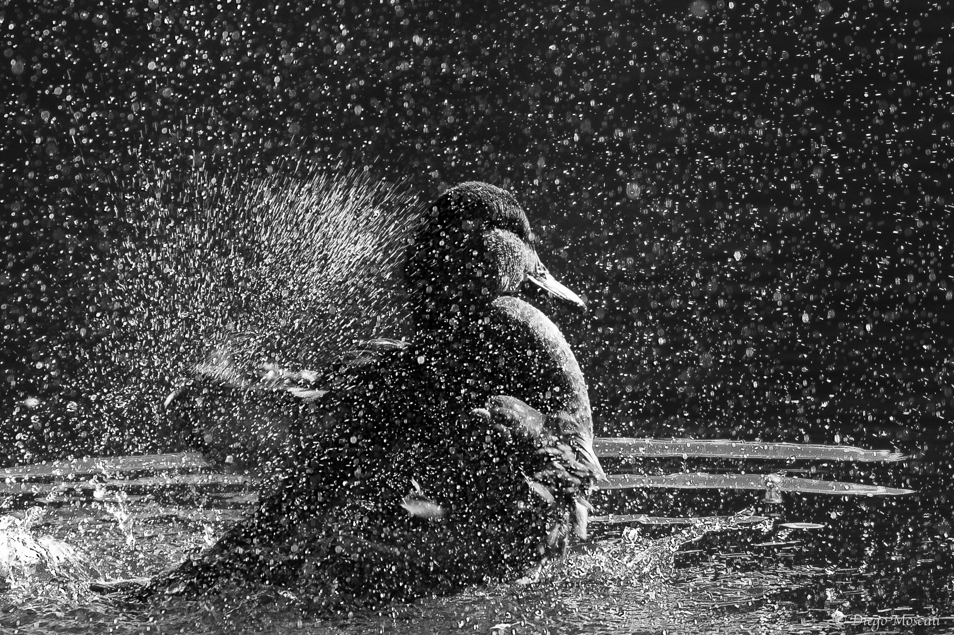 Canon EOS 30D + Canon EF 300mm F4L IS USM sample photo. Black and white mallard in the water photography