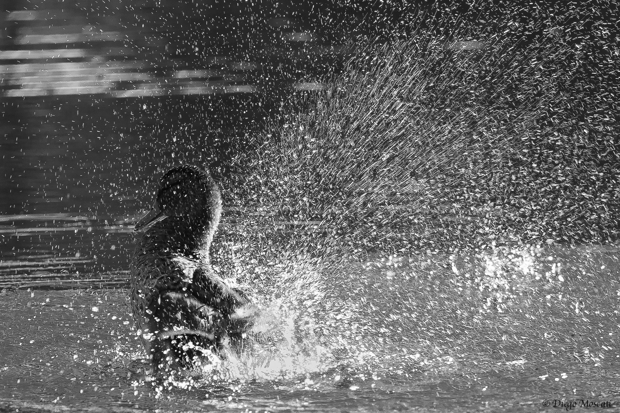 Canon EOS 30D + Canon EF 300mm F4L IS USM sample photo. Mallard black and white in the water photography