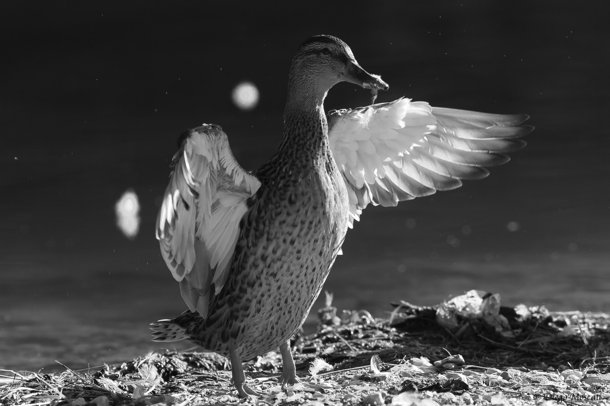 Canon EOS 30D + Canon EF 300mm F4L IS USM sample photo. Mallard black and white photography