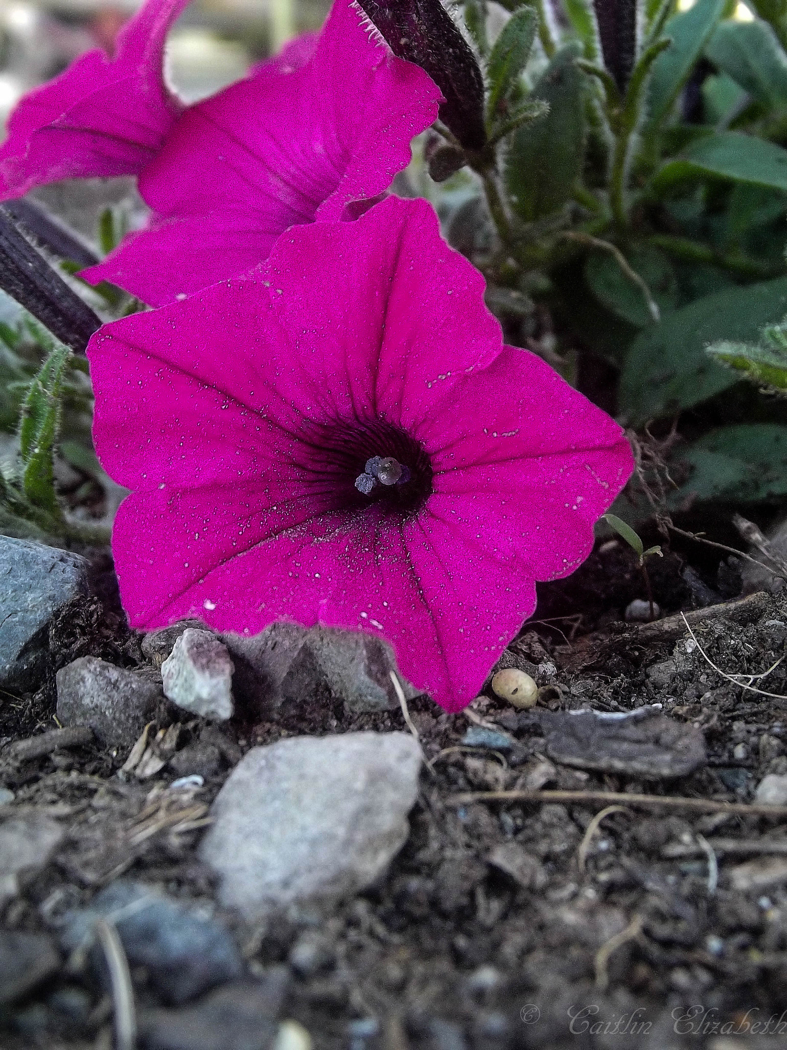 Fujifilm FinePix S2970 sample photo. Flower 1 photography