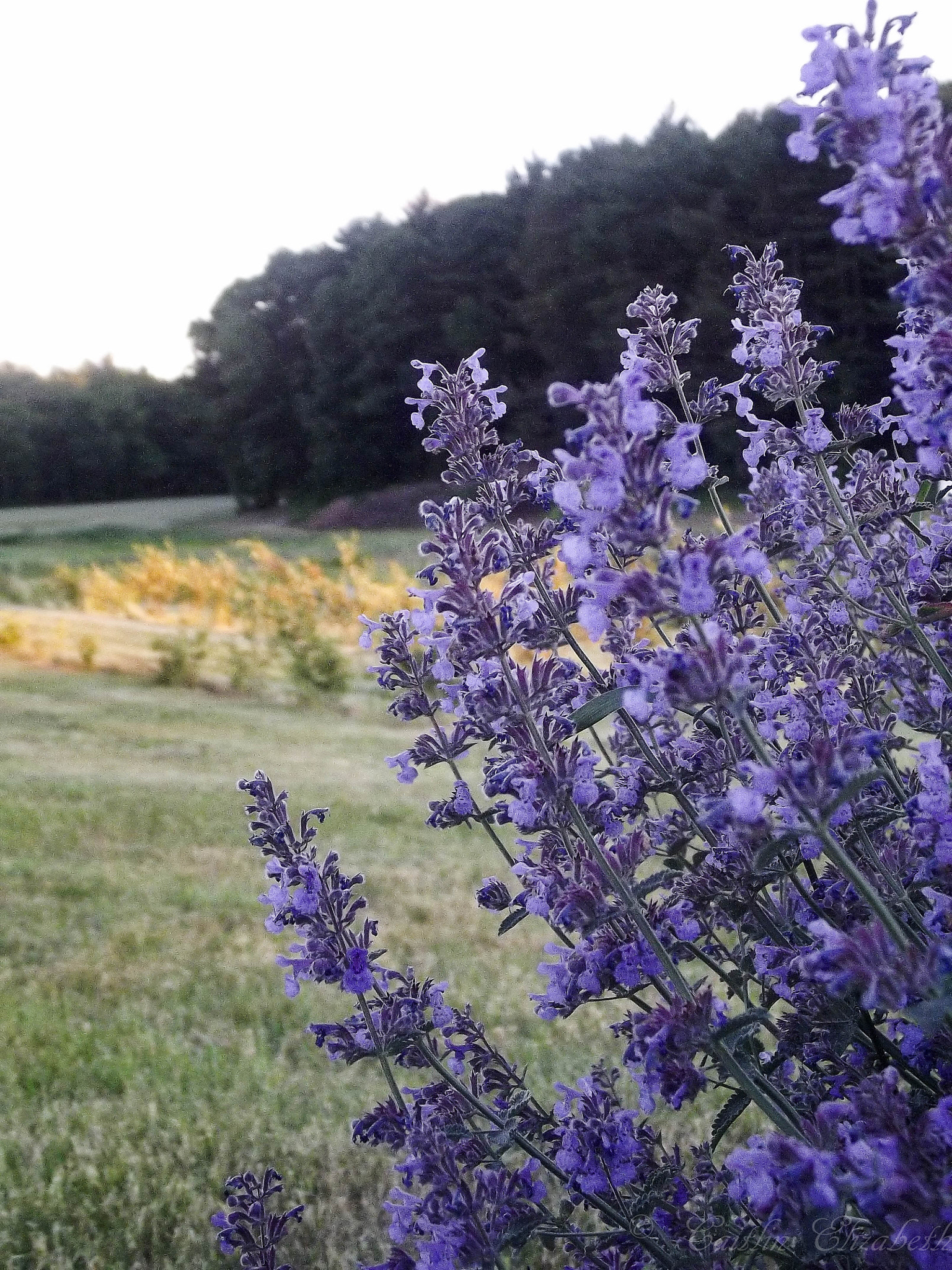 Fujifilm FinePix S2970 sample photo. Purple flowers photography