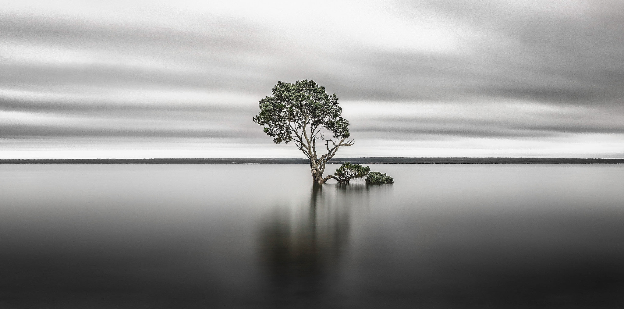 Sony SLT-A99V sample photo. Tenby lone tree photography