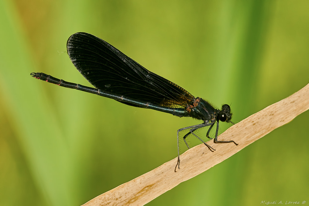Sony ILCA-77M2 sample photo. Calopteryx haemorrhoidalis photography