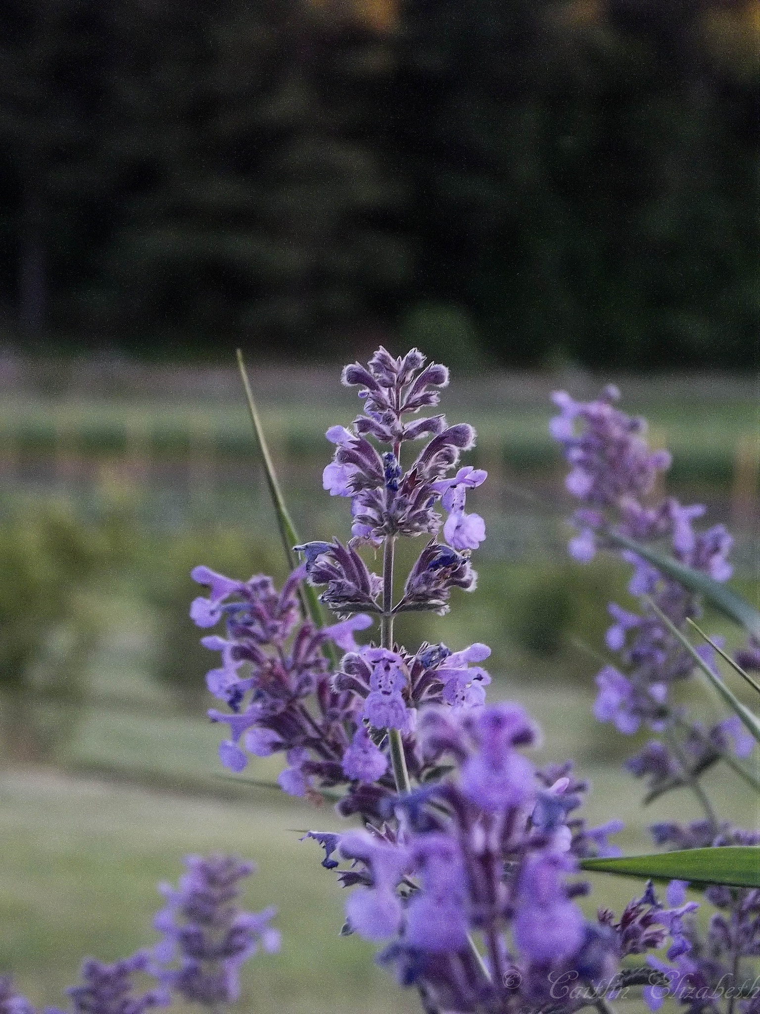 Fujifilm FinePix S2970 sample photo. Purple flower 2 photography