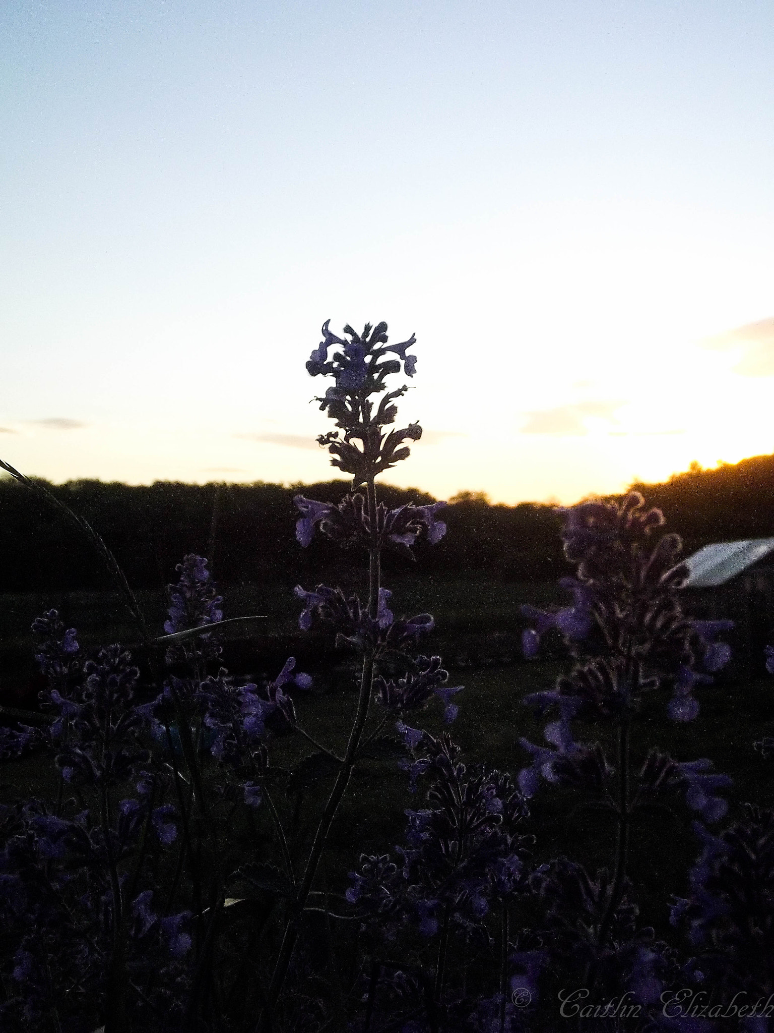 Fujifilm FinePix S2970 sample photo. Sunset flower photography