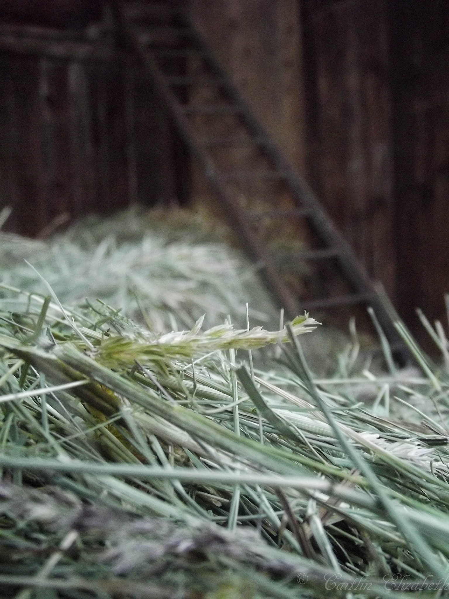 Fujifilm FinePix S2970 sample photo. Barn life photography