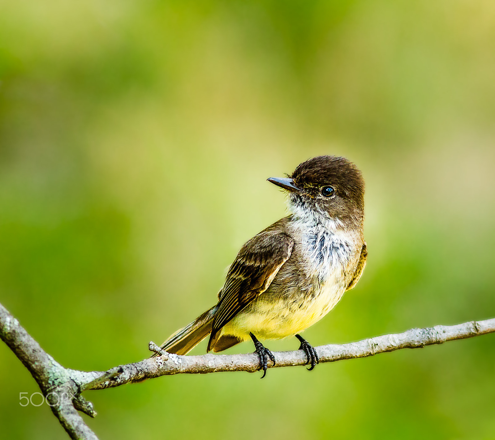 Canon EOS 80D + Canon EF 400mm F5.6L USM sample photo. A young bird photography