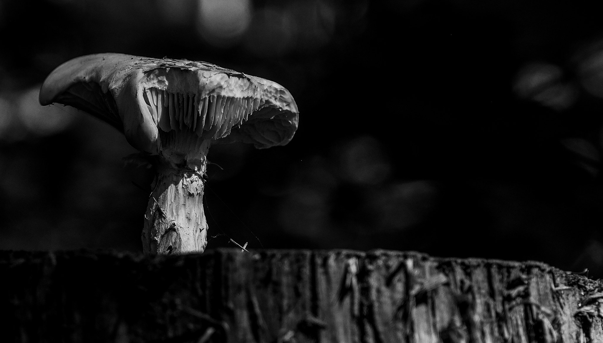 Fujifilm X-E2 + Fujifilm XF 16-55mm F2.8 R LM WR sample photo. Toadstool photography