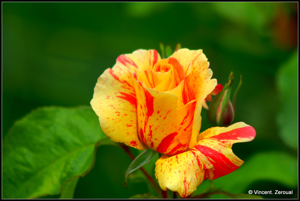 KONICA MINOLTA DYNAX 7D + Minolta AF 100-300mm F4.5-5.6 sample photo. Rose du jardin photography