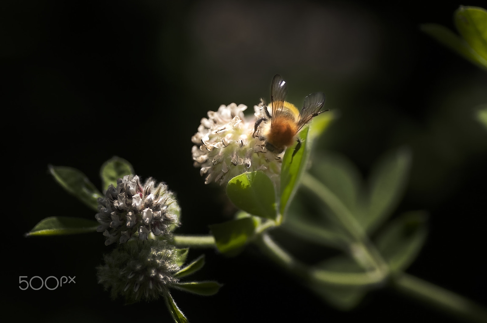 Nikon D300S sample photo. Polemitzant photography