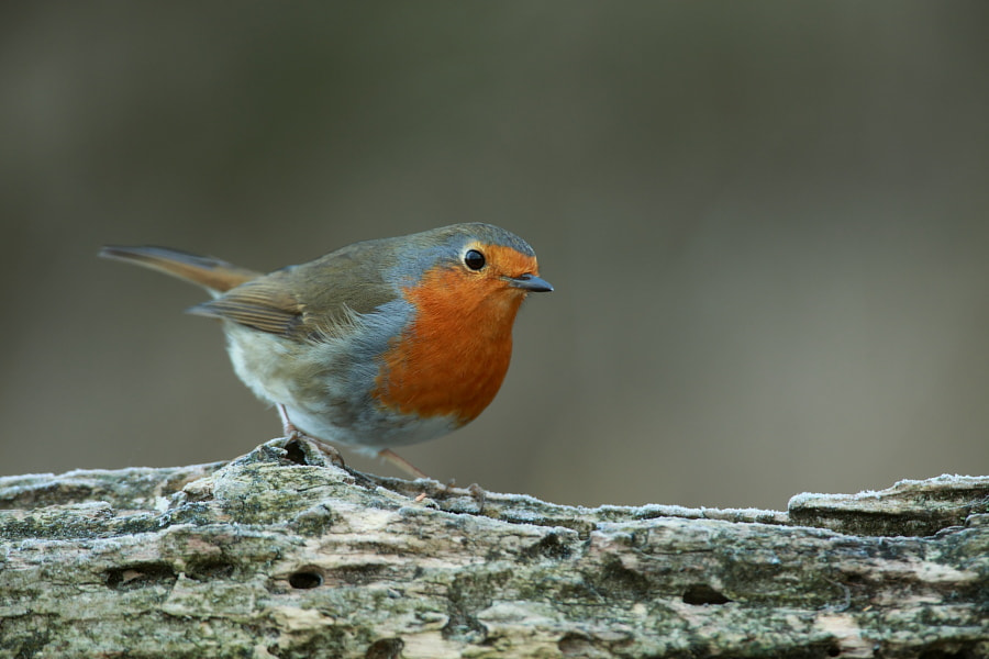 Canon EF 500mm F4L IS USM sample photo. Robin photography