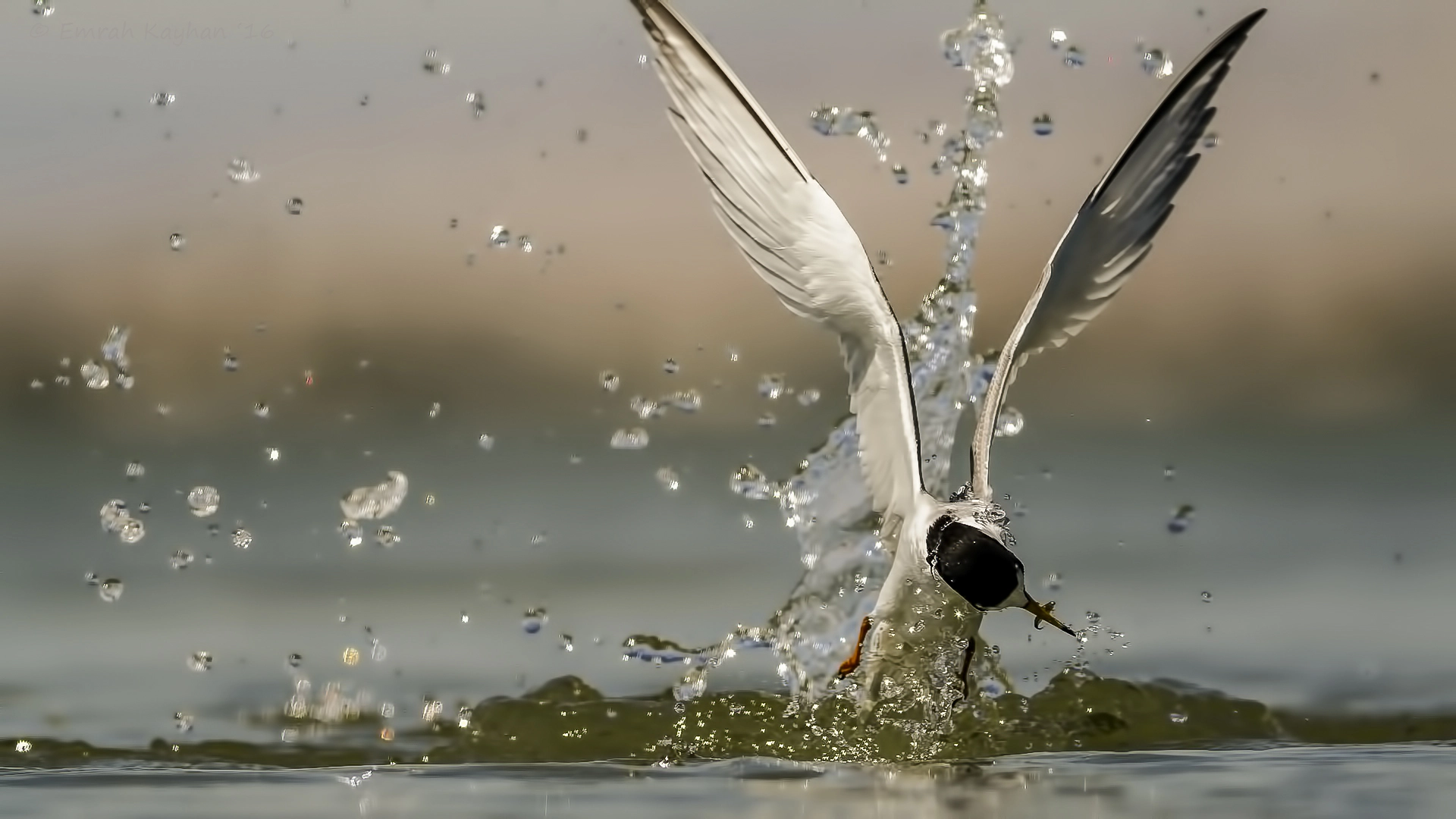 Canon EOS 7D + Canon EF 400mm F5.6L USM sample photo. Little tern photography