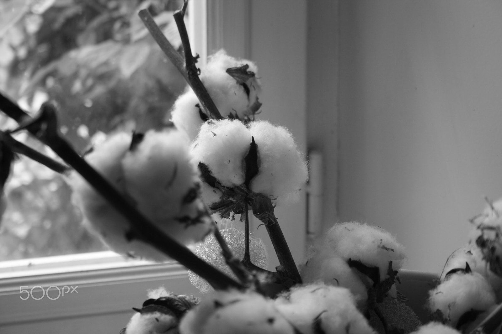 Canon EF-S 18-55mm F3.5-5.6 sample photo. Cotton photography