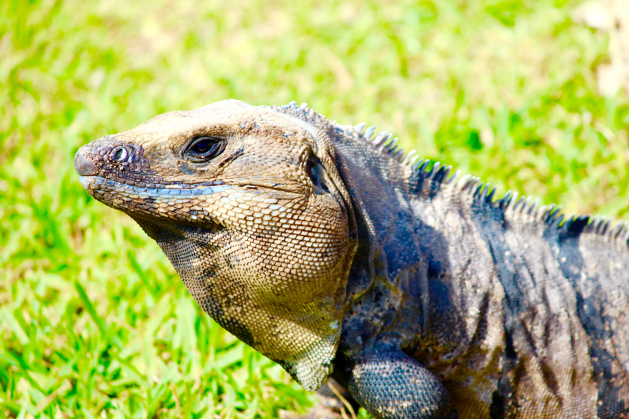 Canon EF-S 55-250mm F4-5.6 IS sample photo