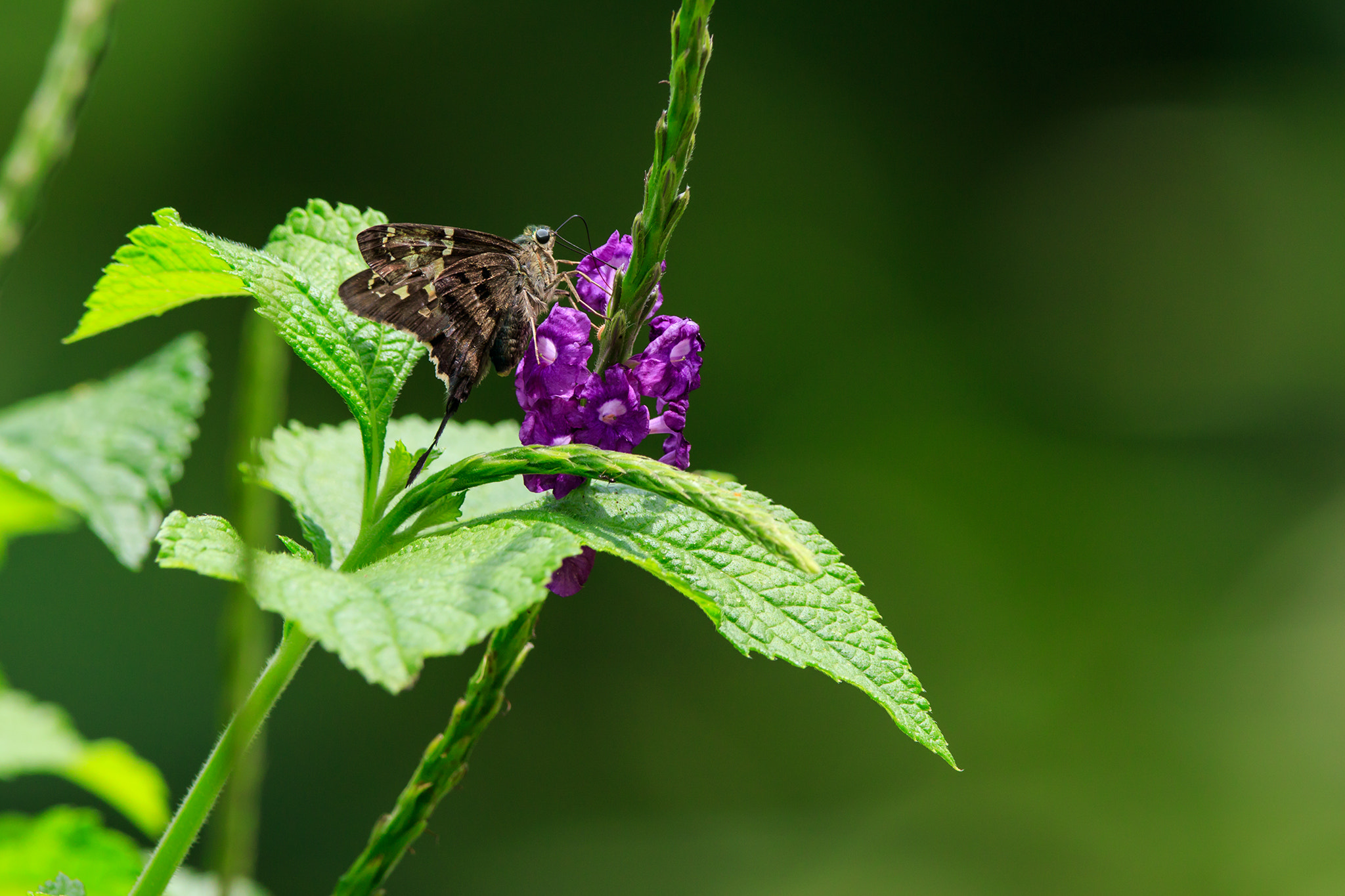 Canon EF 600mm f/4L IS sample photo. Unknown butterfly photography