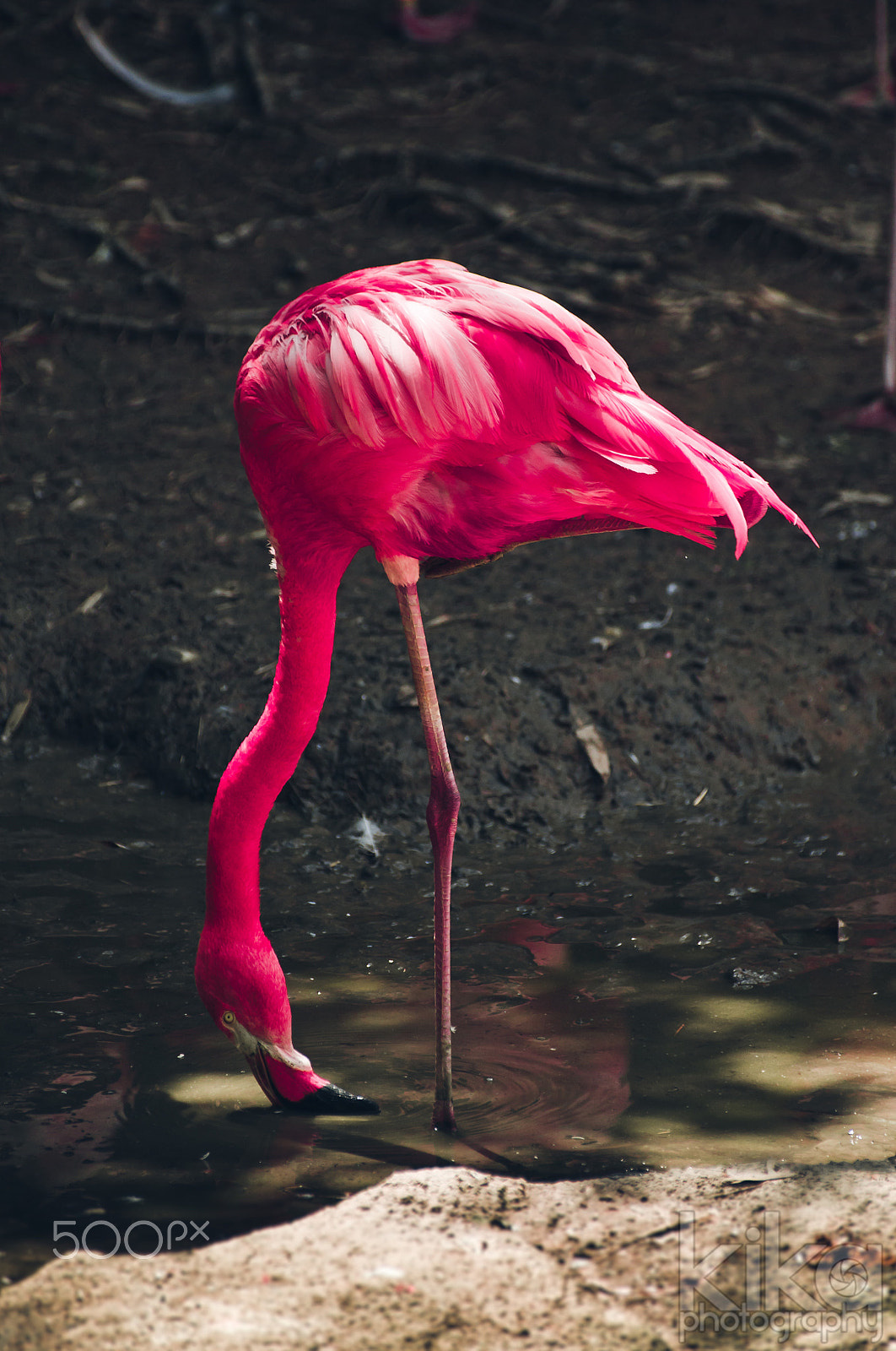 FSA-L2, EDG 65, 800mm F13 G sample photo. Colorful flamingo photography